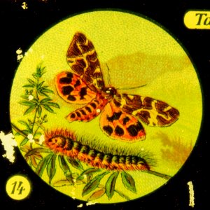 Butterflies Tafel IV picture 14