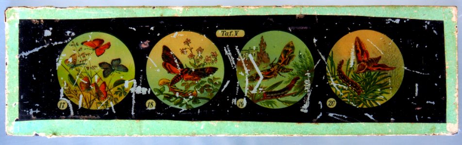 Butterflies Tafel V