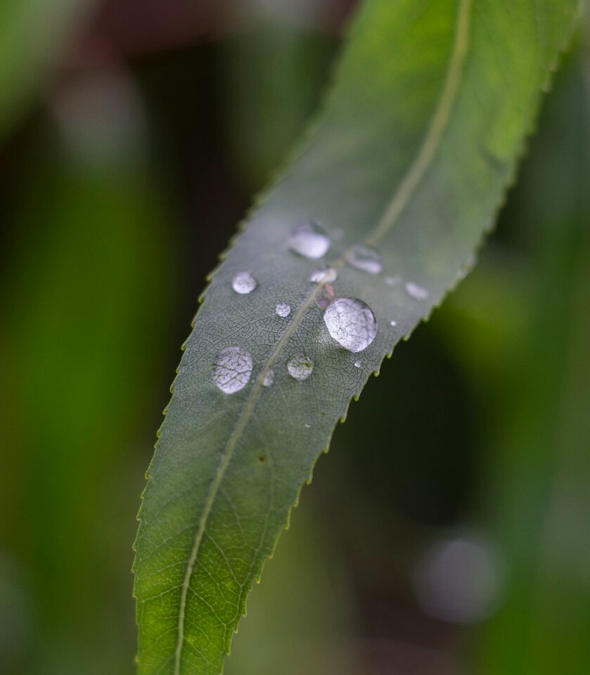Close up drop of water plant