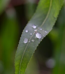 Close up drop of water plant photo