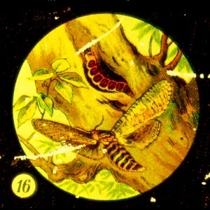 Butterflies Tafel IV picture 16