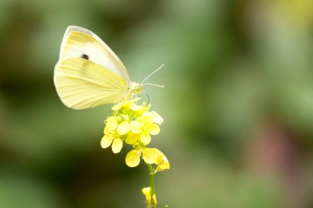 Butterfly (19136203343)