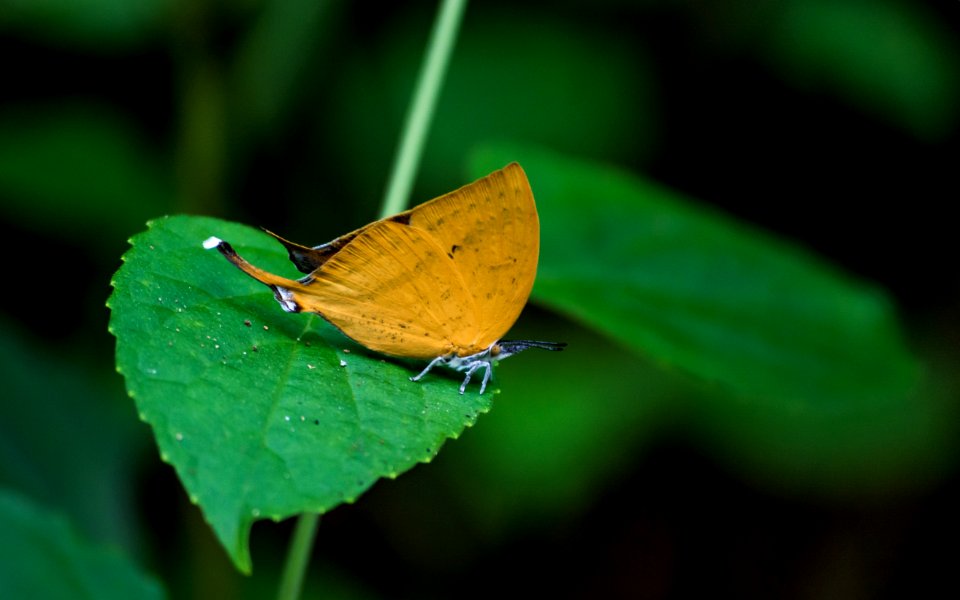 Butterflies of Guwahati