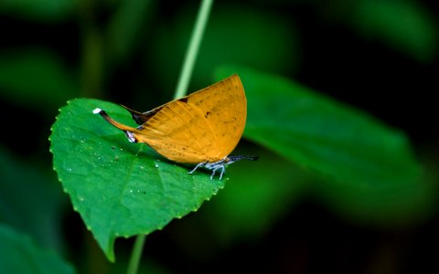 Butterflies of Guwahati