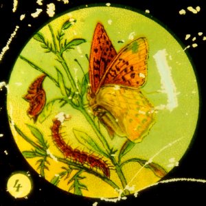 Butterflies Tafel I picture 4