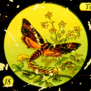 Butterflies Tafel V picture 18 Moths