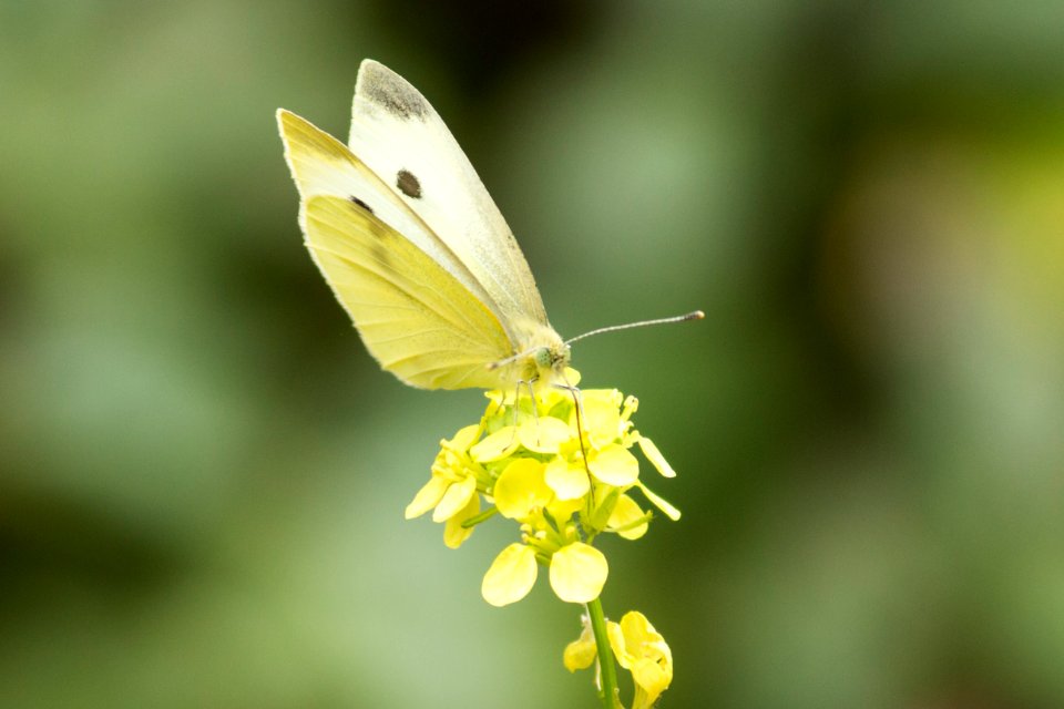 Butterfly (19134519074)