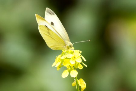 Butterfly (19134519074)