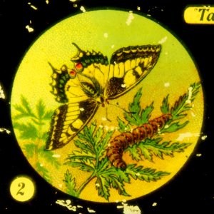 Butterflies Tafel I picture 2