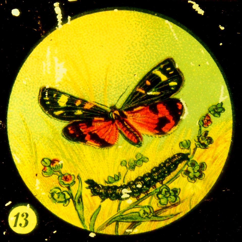 Butterflies Tafel IV picture 13