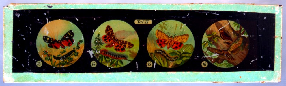 Butterflies Tafel IV