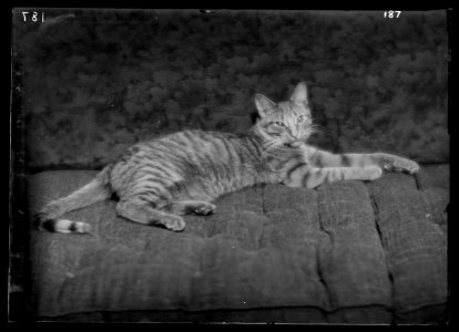 Buzzer the cat, portrait photograph LOC agc.7a16795