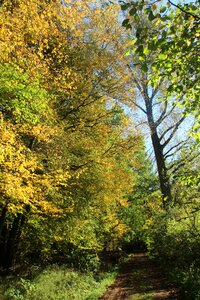 Forest path nature landscape