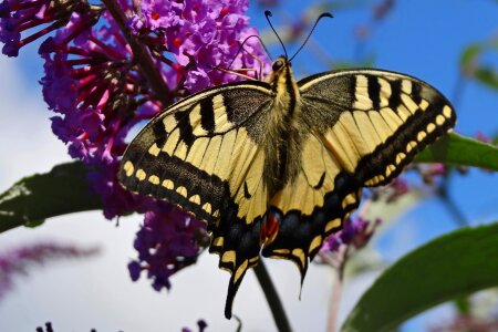 Insect macro summer