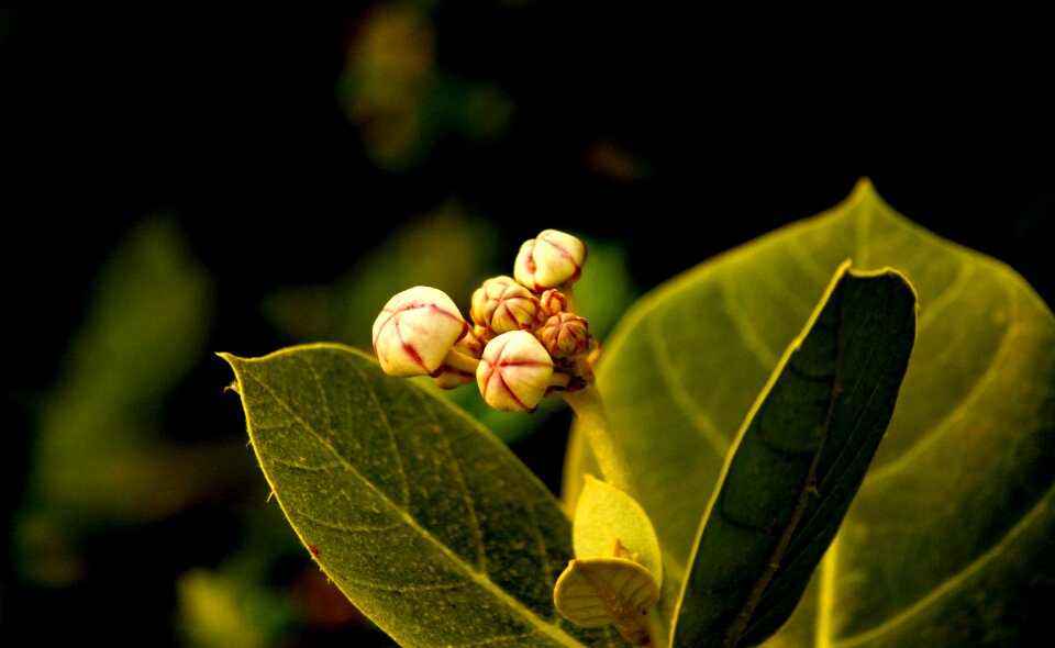Nature green natural