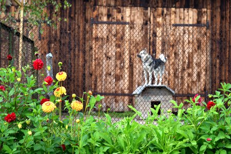 Rural fence flowers