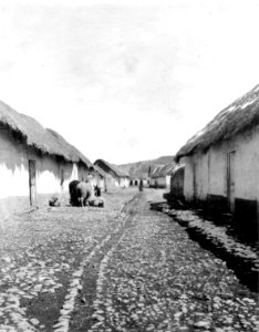 Bygata med lamadjur. Macusani. Peru - SMVK - 002422