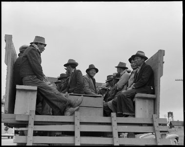Byron, California. Field laborers of Japanese ancestry are returning to the large-scale asparagus r . . . - NARA - 537695