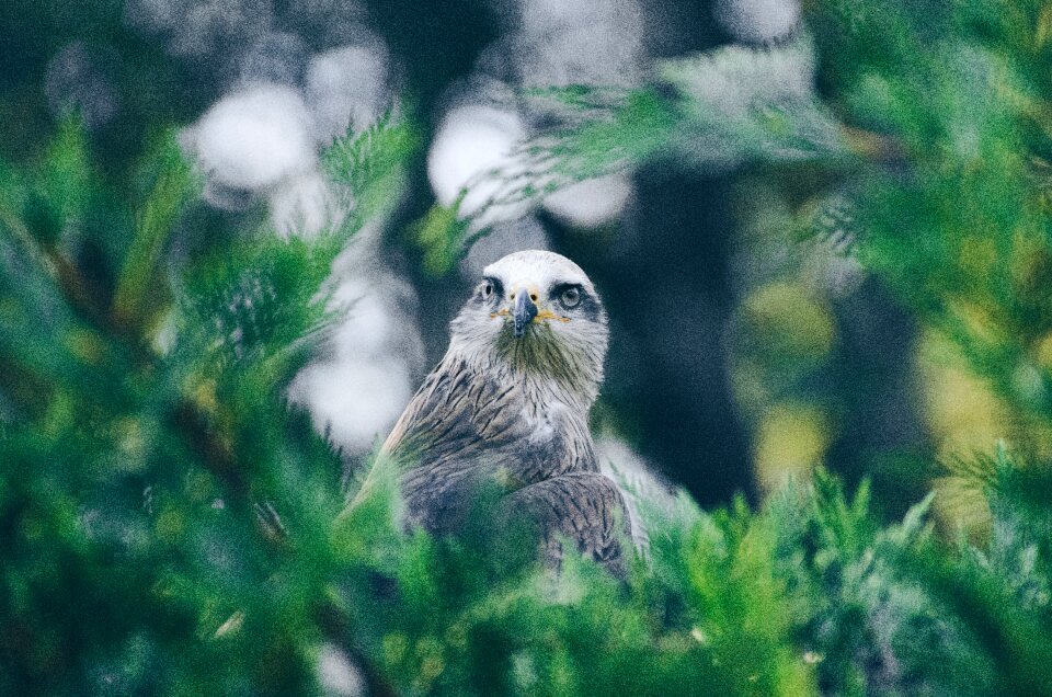 Blur bokeh bird