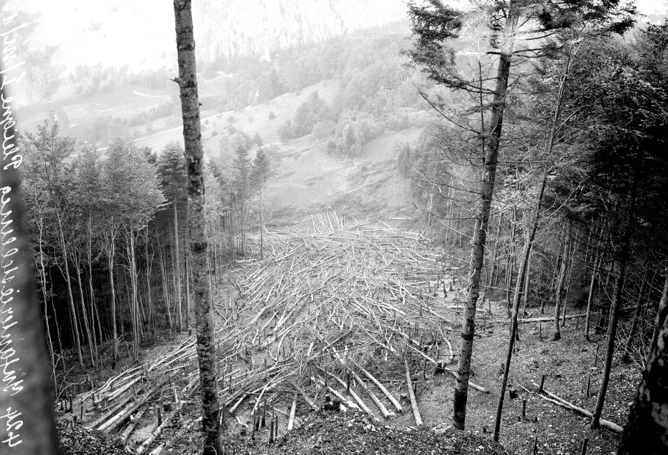 Bäume als Schussfeld und Hindernis - CH-BAR - 3237455