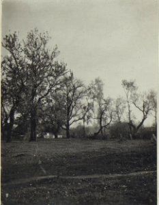 Bäume beim jüdischen Friedhof in Wladimir Wolinsky (BildID 15694440)