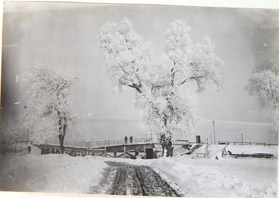 Bäume im Rauhreif bei einer Brücke in Brzezany (BildID 15439006)