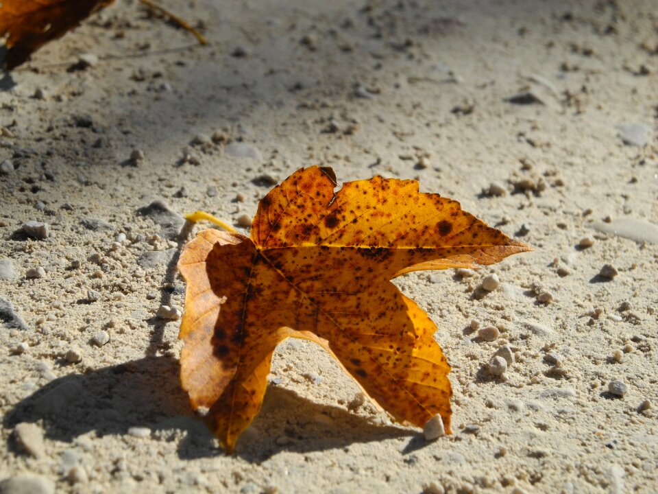 Autumn fallen fall foliage