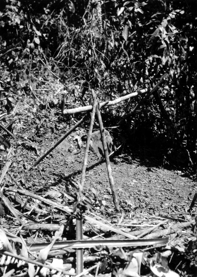 Början till ett giller för aguti-fångst. Pearl Islands. Panama - SMVK - 004144