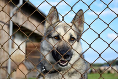 German shepherd fence photo