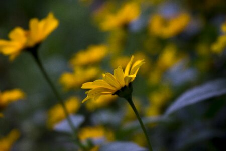 Yellow bokeh garden flowers