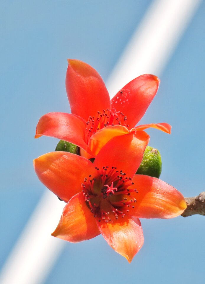 Plant petal flower's