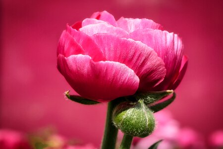 Summer garden peony