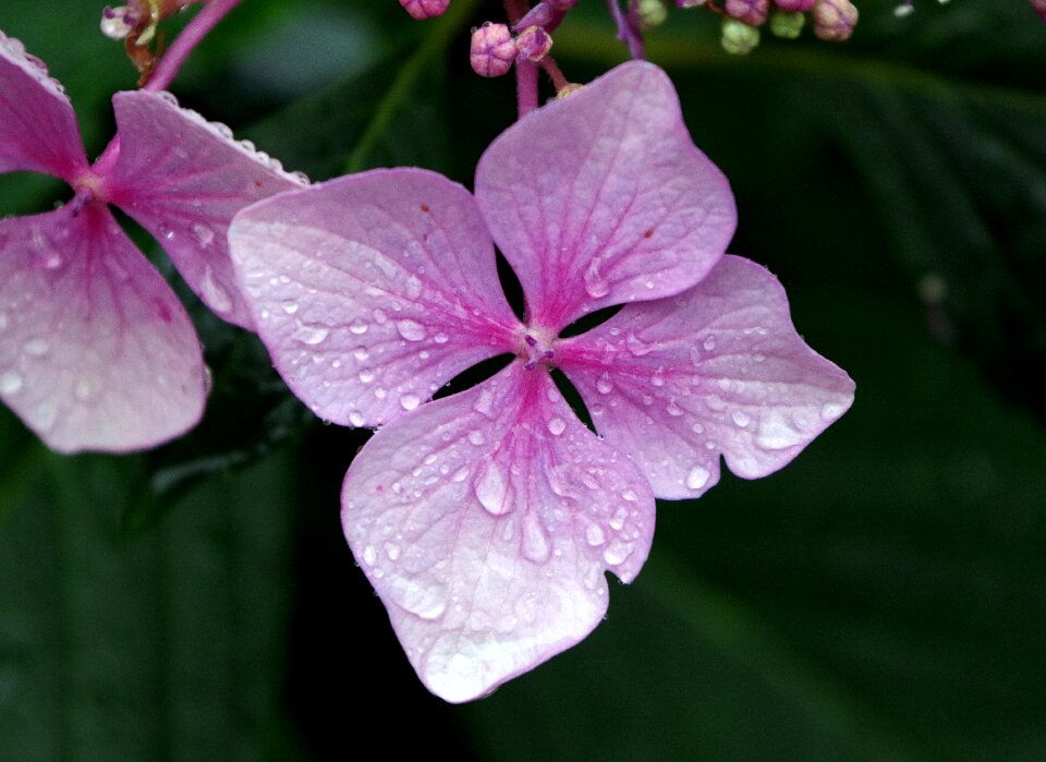 Dew summer flowers summer flower