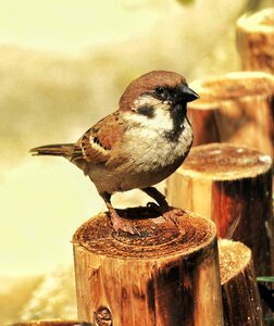 Animal compact sparrow photo
