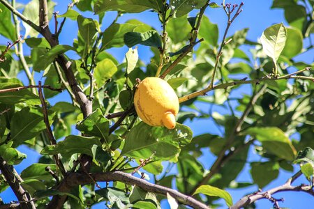 Citrus fruit leaf fruit
