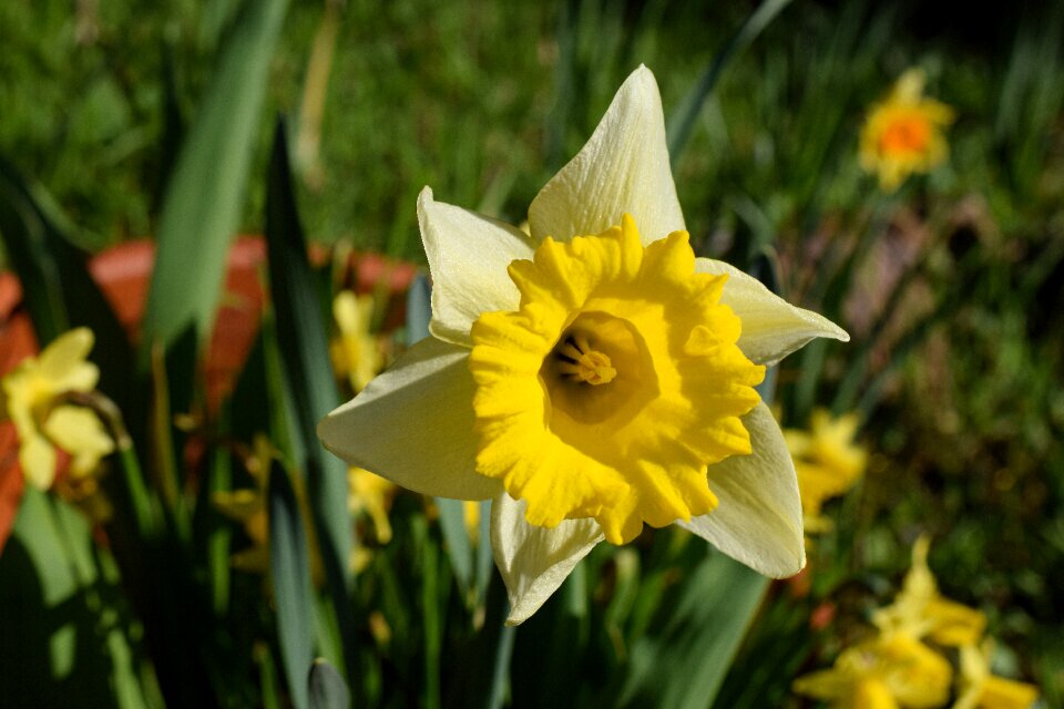 Close up spring flowers yellow flowers