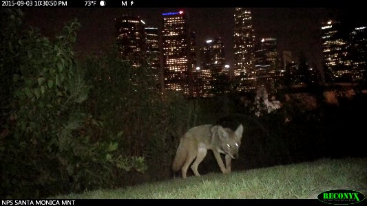 C-144 Pup with L.A. Skyline (32576734346)
