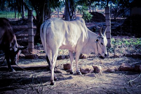 Cow farming banpeta