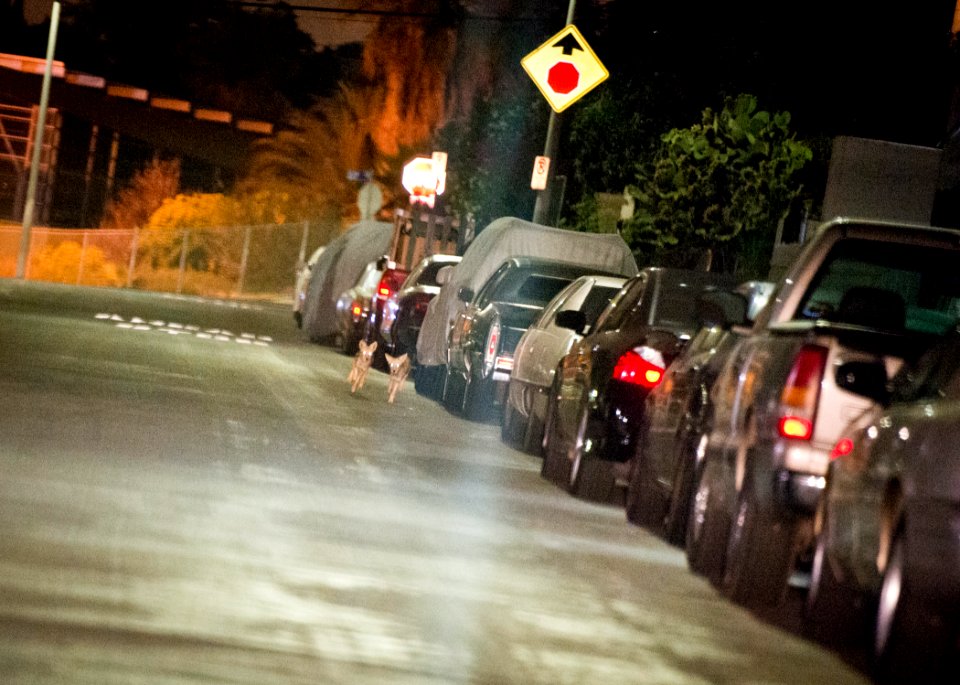 C-144 pups running on street (20090126181)