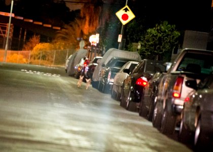 C-144 pups running on street (20090126181)