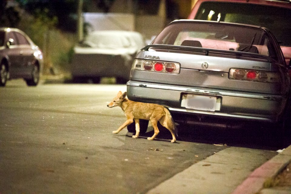 C-144’s pup in front of car (19896623788)