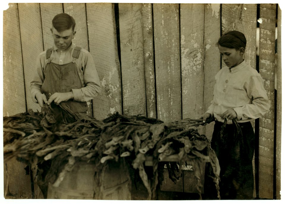 C-o W.A. Daniel - Route 2 - Woodburn, Ky. Lester Daniel, (...) years old and 17-year old cousin stripping tobacco. See Kentucky report and special card. LOC nclc.00644