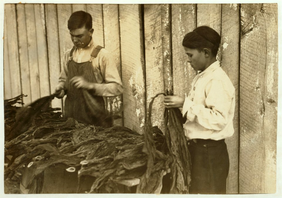 C-o W.A. Daniel - Route 2 - Woodburn, Ky. Lester Daniel, (...) years old and 17-year old cousin stripping tobacco. See Kentucky report and special card. LOC nclc.00646