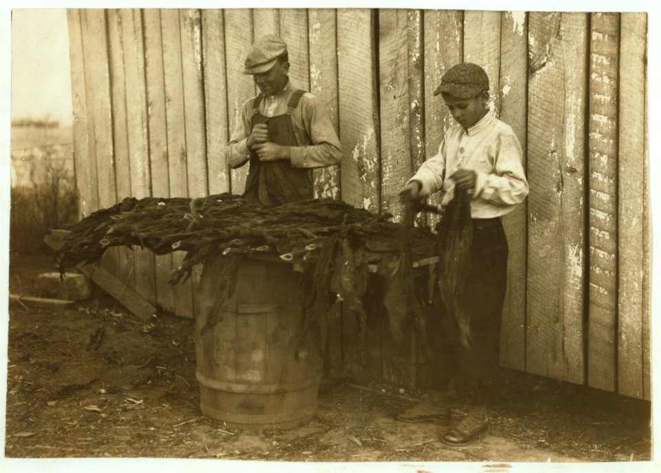 C-o W.A. Daniel - Route 2 - Woodburn, Ky. Lester Daniel, (...) years old and 17-year old cousin stripping tobacco. See Kentucky report and special card. LOC nclc.00643