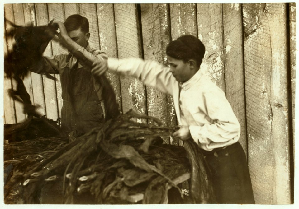 C-o W.A. Daniel - Route 2 - Woodburn, Ky. Lester Daniel, (...) years old and 17-year old cousin stripping tobacco. See Kentucky report and special card. LOC nclc.00645