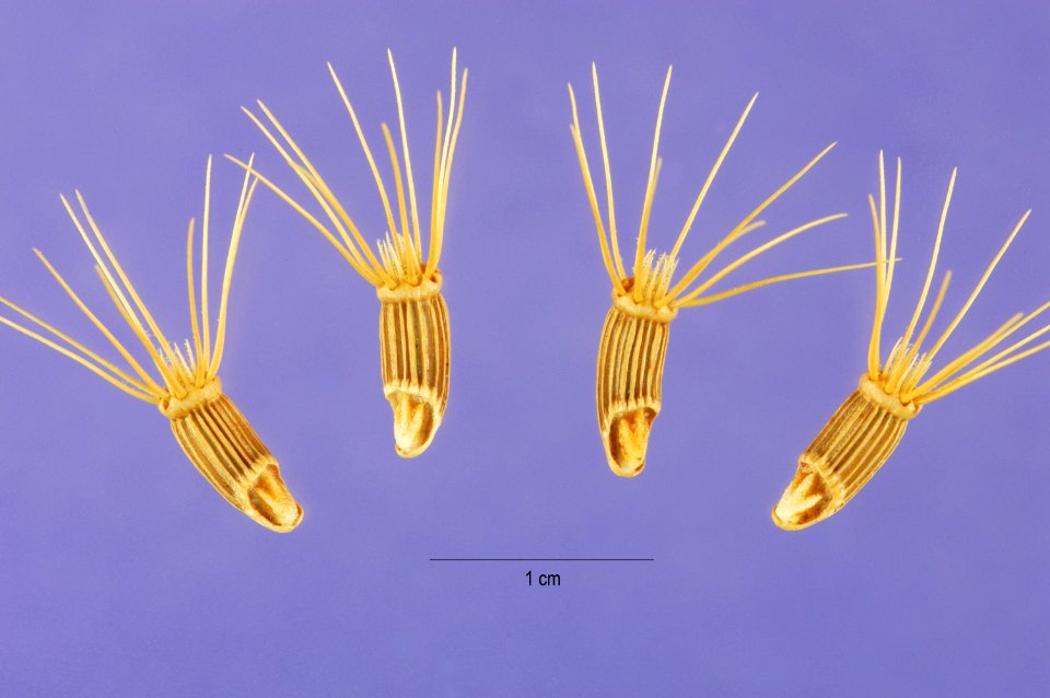 C. benedicta-cips-1