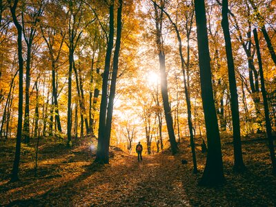 Autumn sunlight forest photo