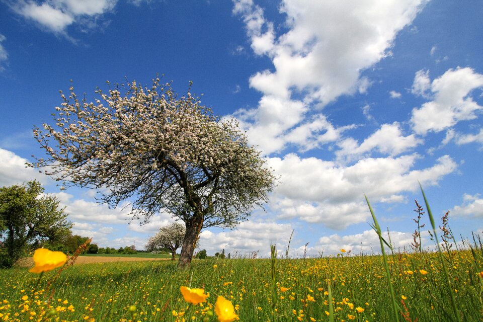 Meadow tree blossom photo