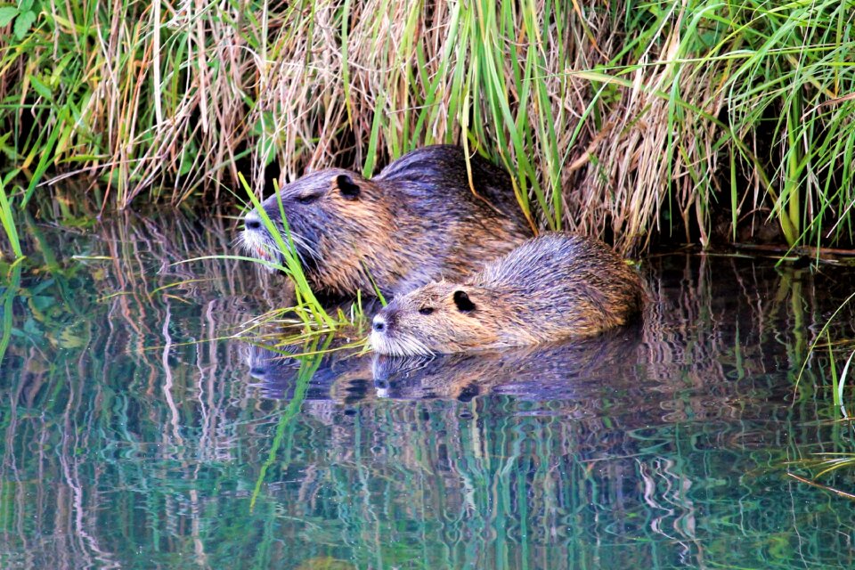 Waters animal mammal