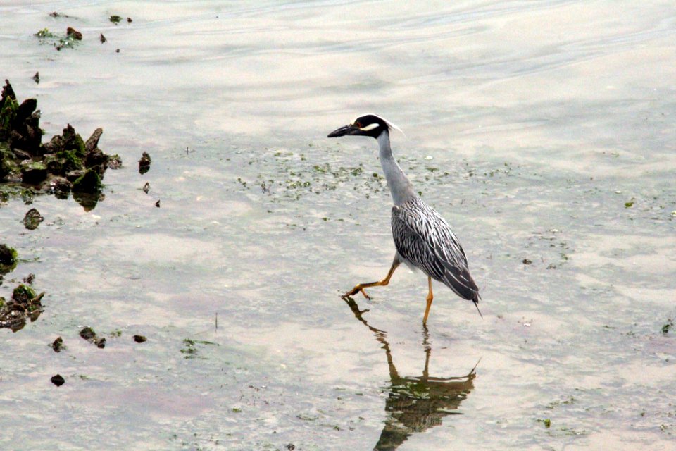 Clean the Bay Day 2016 (26831686714)
